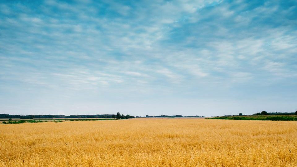 Guide: Agriculture Business Website Design in Nepal: From Farm Gate to Export Inquiry